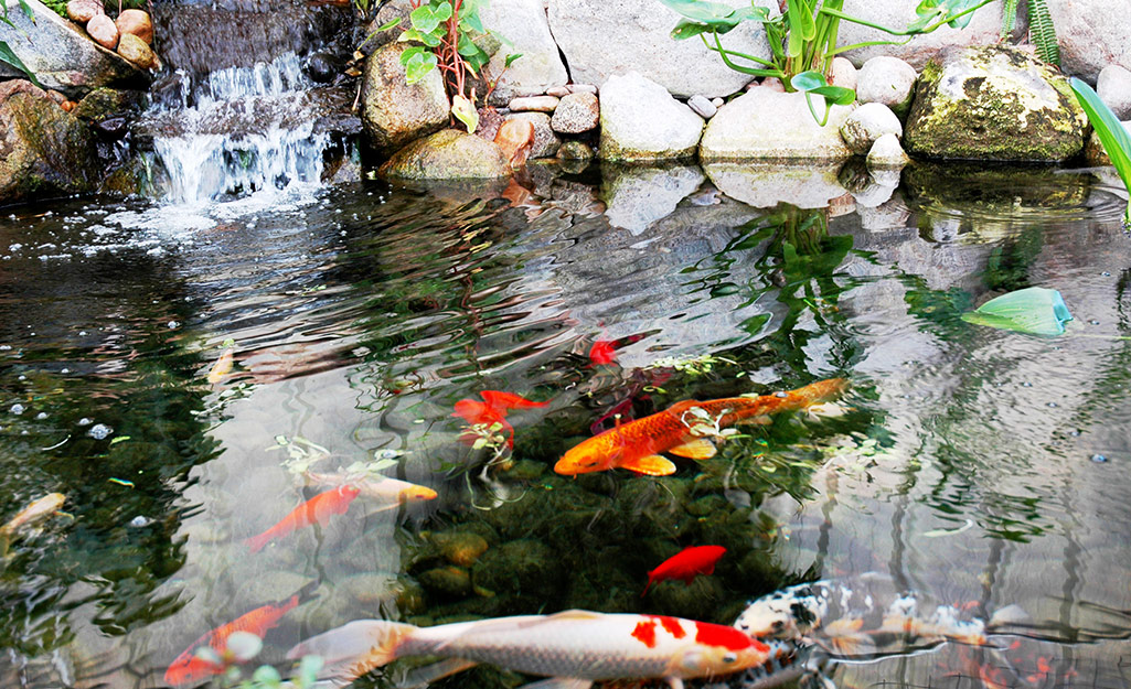 Pond with fish and waterfall